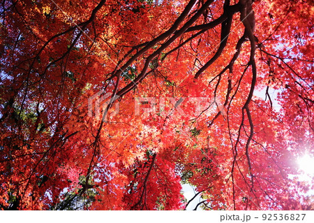 美しい秋の紅葉と日差し 92536827