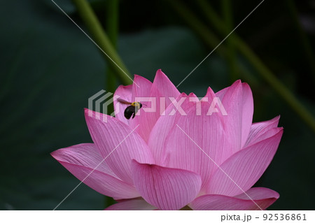 蓮の花と蜂 92536861