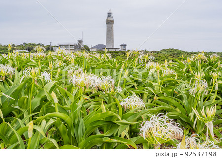 夢崎波の公園 - ハマユウ - ハマオモト 夢崎波の公園 - ハマユウ - ハマオモト 92537198