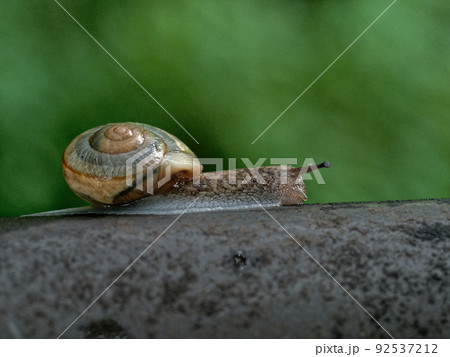 雨上がり カタツムリのいる風景 雨上がり カタツムリのいる風景 92537212
