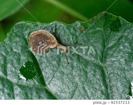 陸貝オオケマイマイ 92537213