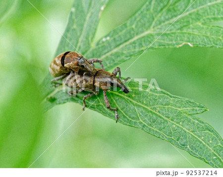 カツオゾウムシの交尾 92537214