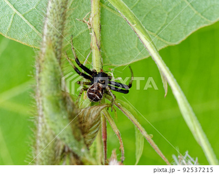 地表性クモ　ヤミイロカニグモ 92537215