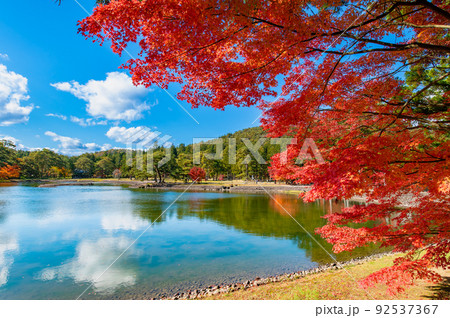 岩手県平泉町　紅葉の毛越寺　～大泉が池～ 92537367