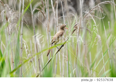 夏鳥 オオヨシキリ♂ 夏鳥 オオヨシキリ♂ 92537638