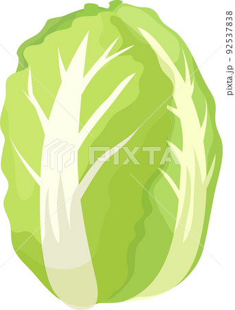 シンプルでかわいい白菜のイラスト シンプルでかわいい白菜のイラスト 92537838