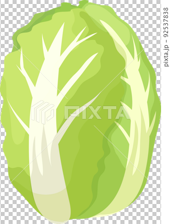 Simple and cute Chinese cabbage illustration 92537838