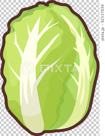 Simple and cute Chinese cabbage illustration 92537839