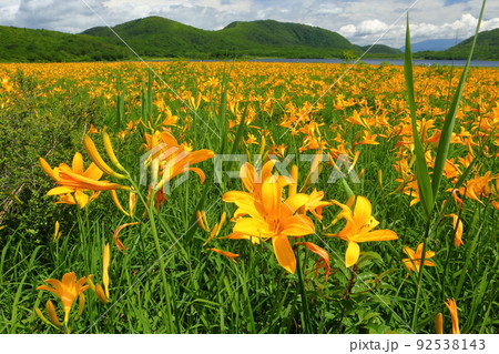 福島県喜多方市熊倉町雄国　雄国沼湿原を覆う満開のニッコウキスゲ群生と沼を囲む外輪山の雄国山 92538143