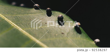 Abstract BANNER larvae of insect eggs ball shape accuracy lie beauty along edge of Green plant leaf surface. Amazing macro wildlife nature world High detail photo texture veins. Matte vintage effect 92538297