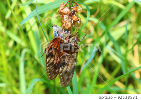 羽化に失敗したアブラゼミ 92538531