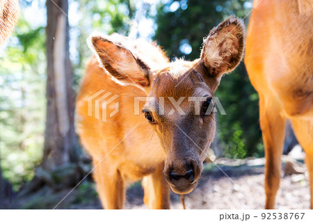 Curious fawn looks at camera. Cute little spotted deer portrait. 92538767