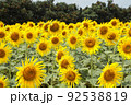 ひまわり 92538819