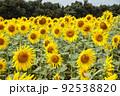 ひまわり 92538820