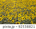 ひまわり 92538821