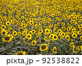 ひまわり 92538822