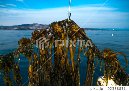 宮城県のワカメ養殖の様子　水揚げされたワカメ 92538831