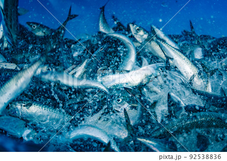 宮城県の漁港で新鮮なサバの水揚げ 92538836