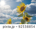 青空の中のひまわり 92538854