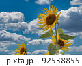 青空の中のひまわり 92538855