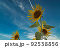 青空の中のひまわり 92538856