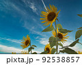青空の中のひまわり 92538857