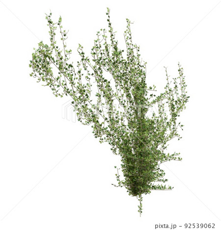 Climbing plants creepers isolated on white background 3d illustration Climbing plants creepers isolated on white background 3d illustration 92539062