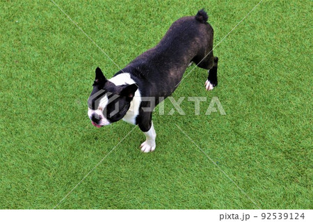 ゆずの里埼玉県毛呂山町のドックランの緑の人工芝に立つ後ろ姿も可愛い愛犬ボストンテリアのマイティ君♡ ゆずの里埼玉県毛呂山町のドックランの緑の人工芝に立つ後ろ姿も可愛い愛犬ボストンテリアのマイティ君♡ 92539124