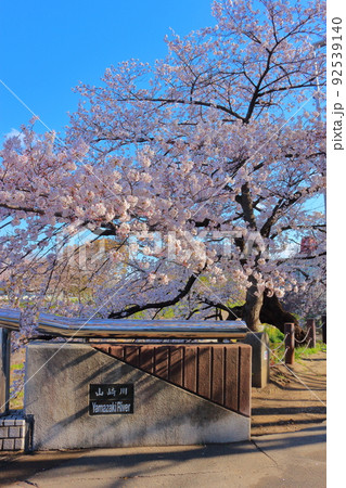 山崎川の桜(名古屋市瑞穂区) 山崎川の桜(名古屋市瑞穂区) 92539140