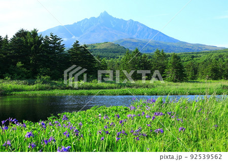 初夏の南浜湿原 カキツバタと利尻山 初夏の南浜湿原 カキツバタと利尻山 92539562