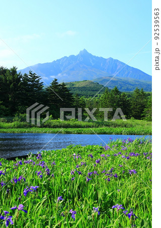 初夏の南浜湿原　カキツバタと利尻山 92539563