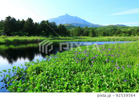 初夏の南浜湿原　カキツバタと利尻山 92539564
