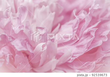 Soft focus, abstract floral background, pink peony flower petals. Macro flowers backdrop for holiday brand design 92539673