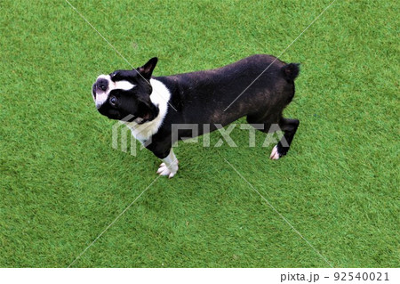 ゆずの里埼玉県毛呂山町のドックランの緑の人工芝で可愛く見上げる可愛いボストンテリアのマイティ君♡ 92540021