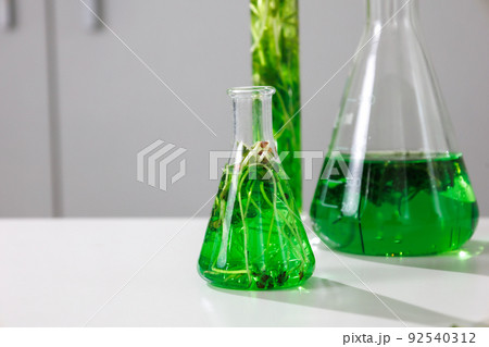 research and Biotech science Scientists are developing research on algae. Bio-energy, biofuel, energy research research and Biotech science Scientists are developing research on algae. Bio-energy, biofuel, energy research 92540312