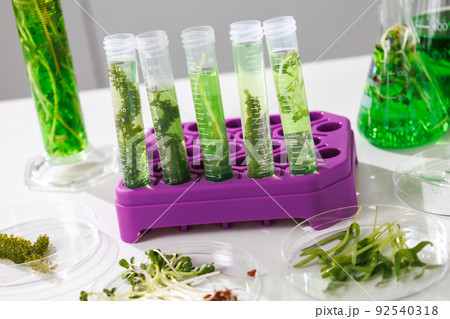 research and Biotech science Scientists are developing research on algae. Bio-energy, biofuel, energy research 92540318