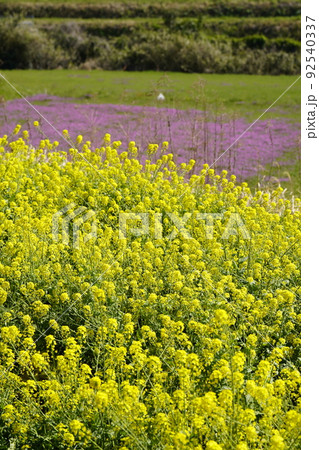 菜の花とレンゲソウのある風景 菜の花とレンゲソウのある風景 92540337