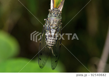 ササの葉に止まるツクツクボウシ 92540682