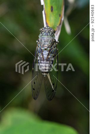 ササの葉に止まるツクツクボウシ 92540683