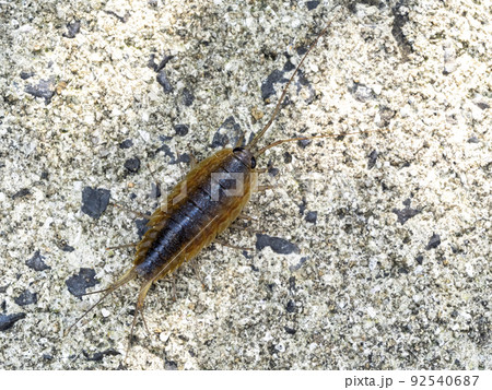 コンクリートの壁にいるフナムシ コンクリートの壁にいるフナムシ 92540687