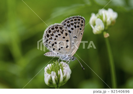 シロツメクサの花にとまるヤマトシジミ シロツメクサの花にとまるヤマトシジミ 92540696