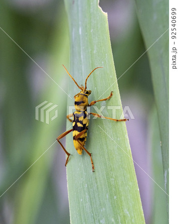 葉の上にいるヨツスジトラカミキリ 葉の上にいるヨツスジトラカミキリ 92540699