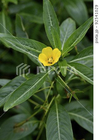 ミズキンバイ 92541029