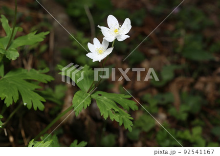 山野の湿った場所で、春に咲くキンポウゲ科の白い、ニリンソウ 92541167