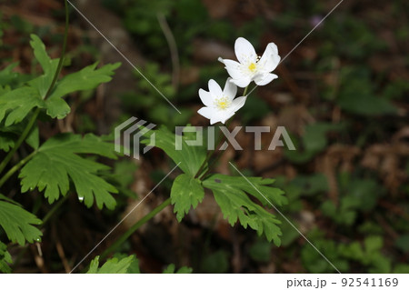 山野の湿った場所で、春に咲くキンポウゲ科の白い、ニリンソウ 92541169