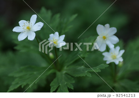 山野の湿った場所で、春に咲くキンポウゲ科の白い、ニリンソウ 山野の湿った場所で、春に咲くキンポウゲ科の白い、ニリンソウ 92541213