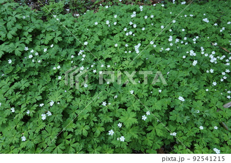 山野の湿った場所で、春に咲くキンポウゲ科の白い、ニリンソウ 山野の湿った場所で、春に咲くキンポウゲ科の白い、ニリンソウ 92541215
