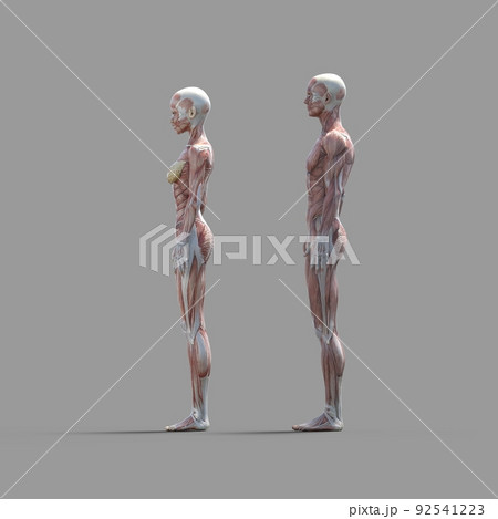 筋肉標本　男女　　全身　perming3DCGイラスト素材 92541223