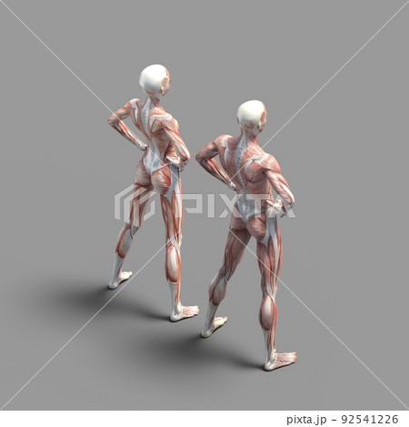 筋肉標本　男女　　全身　perming3DCGイラスト素材 92541226