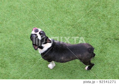 ゆずの里埼玉県毛呂山町のドックランの緑の人工芝で青空を見上げる笑顔の可愛いボストンテリアのマイティ君 92541271